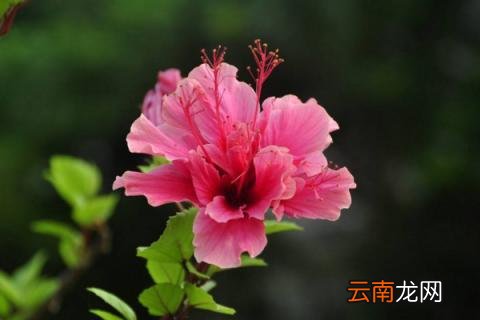 扶桑花的养殖方法