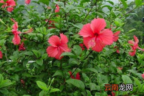 扶桑花的养殖方法