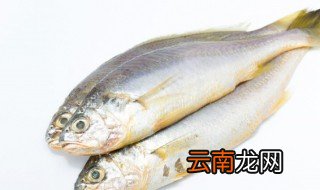 鱼不杀放冰箱冰冻可以吗 鱼不杀直接放冰箱冷冻可以吗