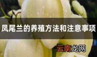 凤尾花养护方法 凤尾兰的养殖方法和注意事项