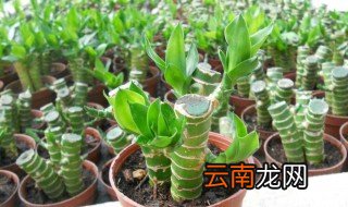 转运竹摆放哪风水好 有助于什么呢
