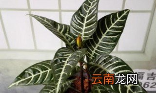 银脉花的养殖方法 银脉花如何养殖