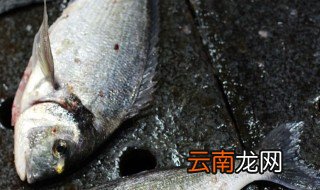 鲈鱼养殖技巧 鲈鱼养殖注意