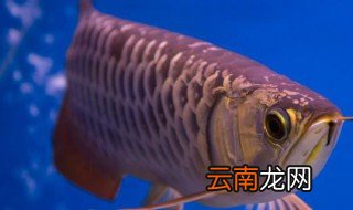 中华龙鱼的养殖方法和注意事项