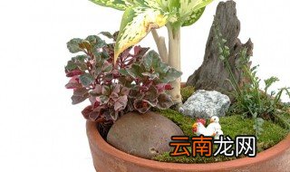 长方形的花盆适合养什么植物 长型花盆适合养什么花