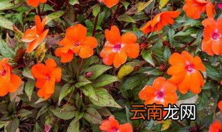 旱莲花的养殖方法 旱莲的养殖方法及注意事项