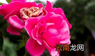 园林月季花养殖方法和注意事项