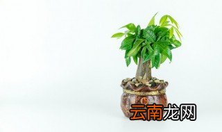 五福发财树养殖方法和注意事项