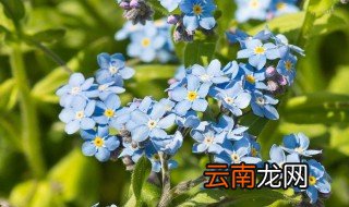星尘的养殖方法和注意事项