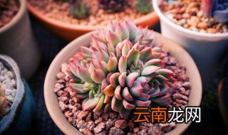 多肉白凤的养殖方法与注意事项