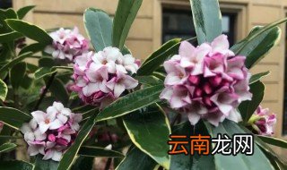 金记香养殖方法和注意事项