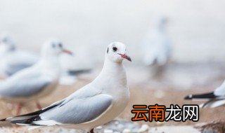 鸽子养殖注意事项 种鸽养殖的注意事项