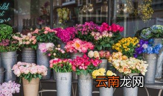 阳台放什么花最好养 阳台放什么花最好