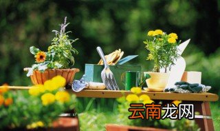 阳台放什么植物比较好 客厅阳台放什么植物好