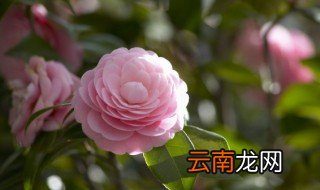 茶花的养殖方法和注意 茶花的养殖方法和注意事项