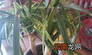 红色的龙须养殖方法和注意事项