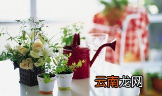 卧室阳台养什么花好 阳台养什么花好