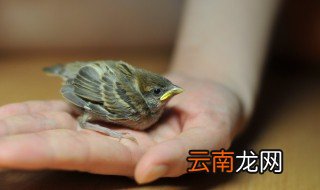小雏鸟养殖方法和注意事项，小鸟雏鸟怎么养