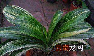 彩兰养殖方法和注意事项，彩兰小苗的养殖方法