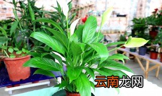 春天白掌的养殖方法和注意事项
