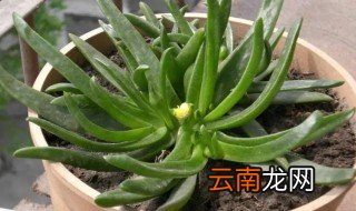 如来佛掌的养殖方法和注意事项