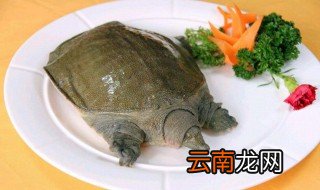 甲鱼夏季养殖4个注意事项 冬季小甲鱼养殖注意事项