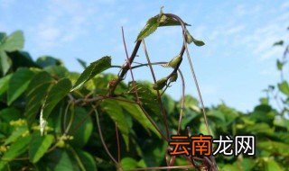 青藤养殖注意事项 青叶常春藤的养殖方法和注意事项
