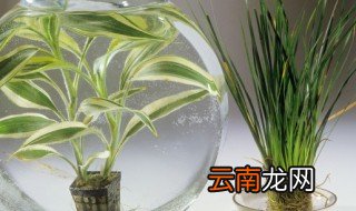 声兰的养殖方法和注意事项