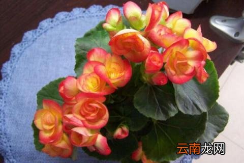 海棠盆栽的养殖方法