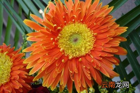 扶郎花的种植方法