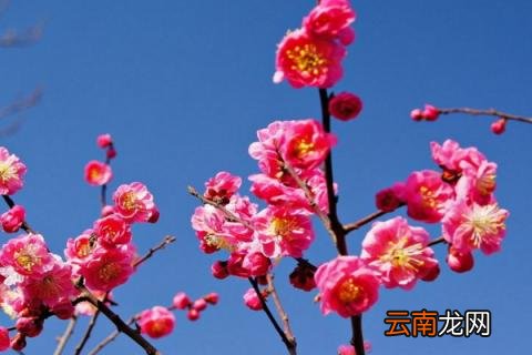红梅怎么养