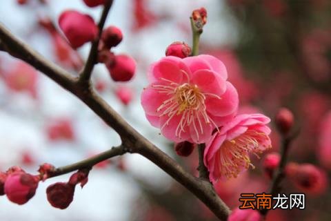 红梅怎么养