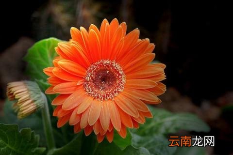 扶郎花的种植方法