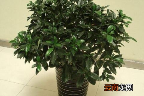 茉莉的养殖方法和注意事项