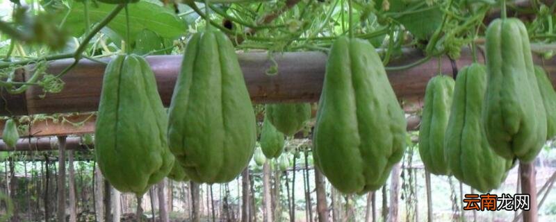 佛手瓜繁殖方法