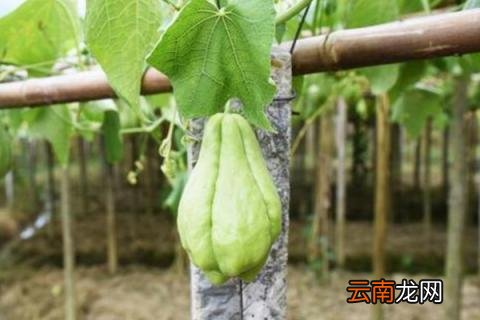佛手瓜繁殖方法