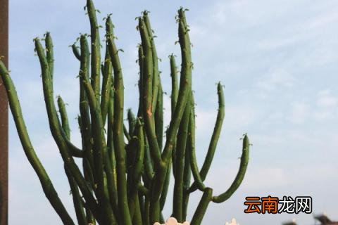 光棍树怎么养殖方法