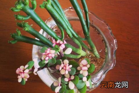 光棍树怎么扦插图解