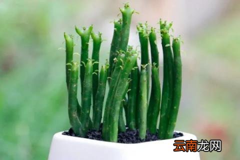 光棍树怎么扦插图解