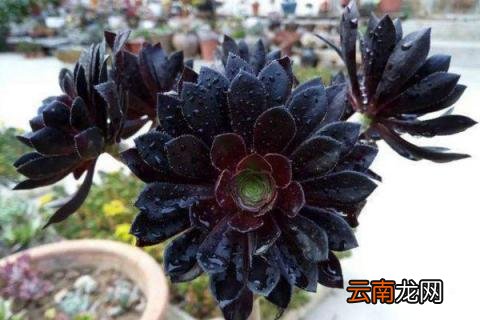 法师多肉养殖方法