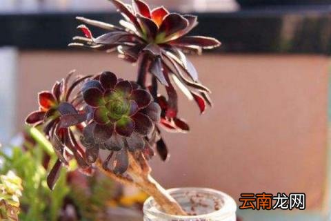 法师多肉养殖方法
