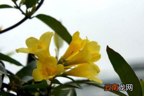 法国香水茉莉怎么养