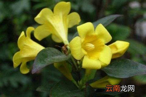 法国香水茉莉怎么养