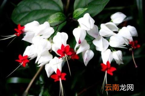 龙吐珠怎么养