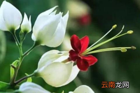龙吐珠怎么养