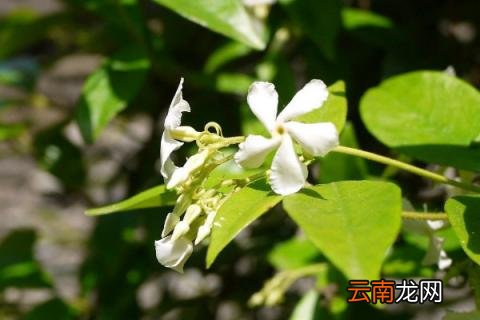 风车茉莉如何修剪