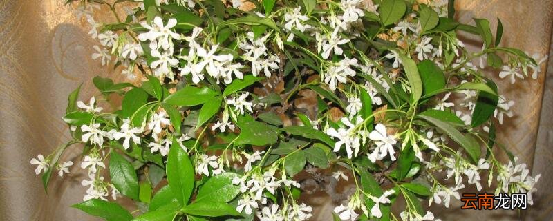 风车茉莉如何修剪
