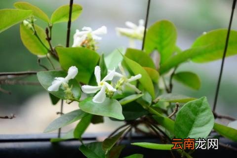 风车茉莉如何修剪