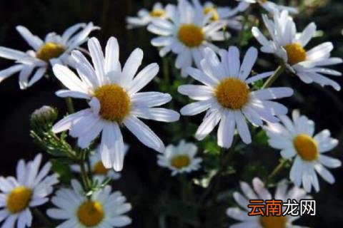 玛格丽特花怎么养