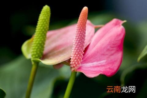 粉掌冬天怎么养殖
